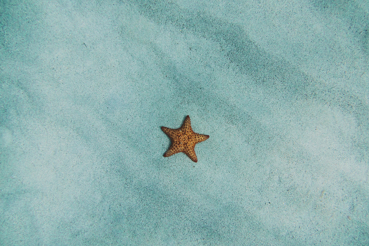 3-piece-acrylic-print-the-little-starfish