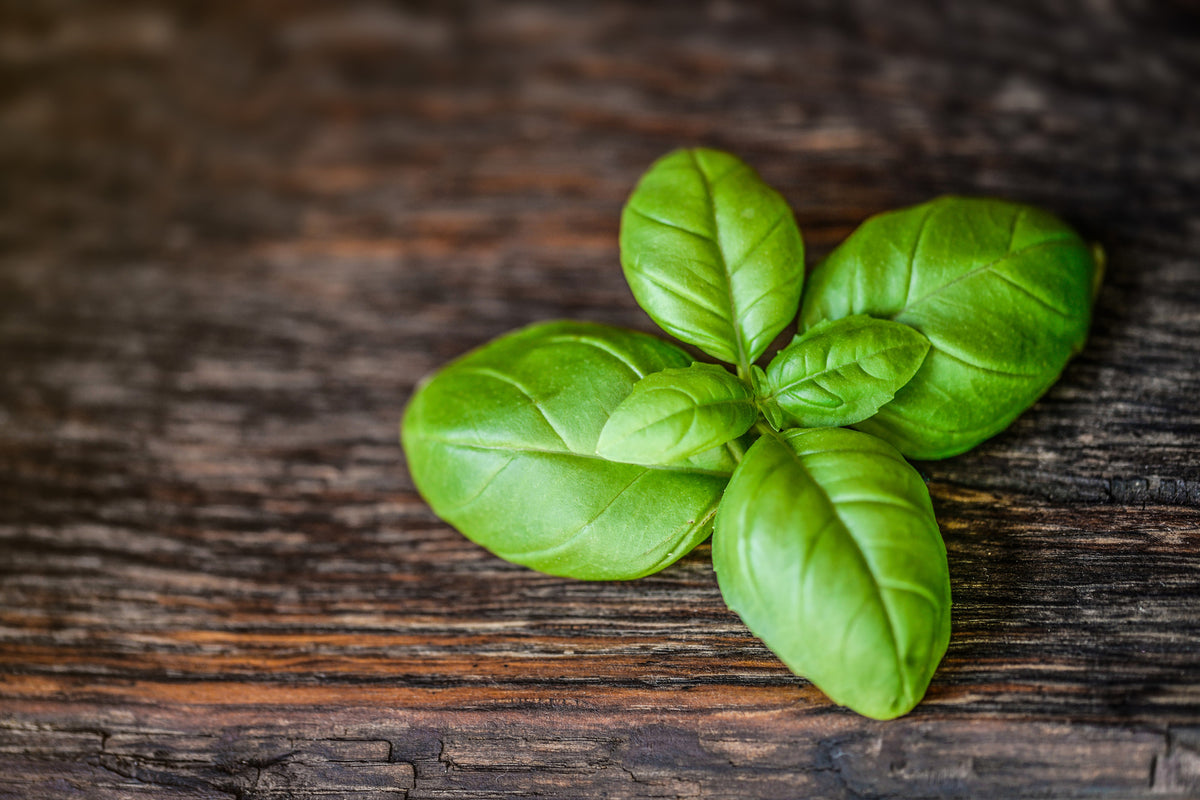 modern-3-piece-canvas-print-basil-leaf-in-xxl