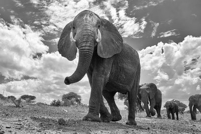 poster-print-matriarch-march-x