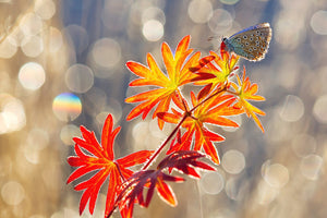 acrylic-print-september-moments-x