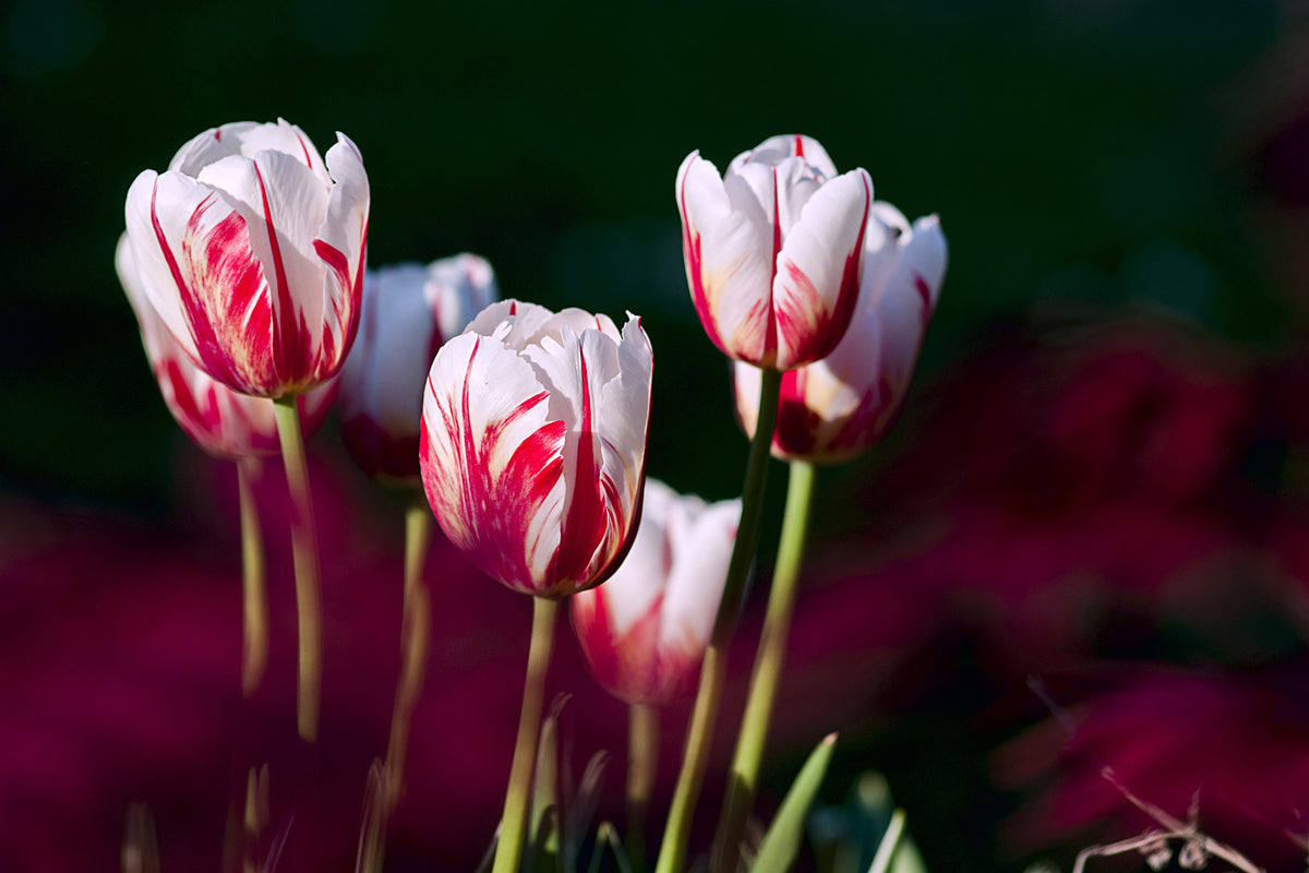canvas-print-the-beauty-of-the-tulips