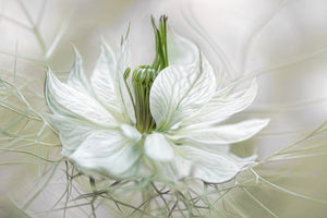 aluminium-print-nigella-xdf