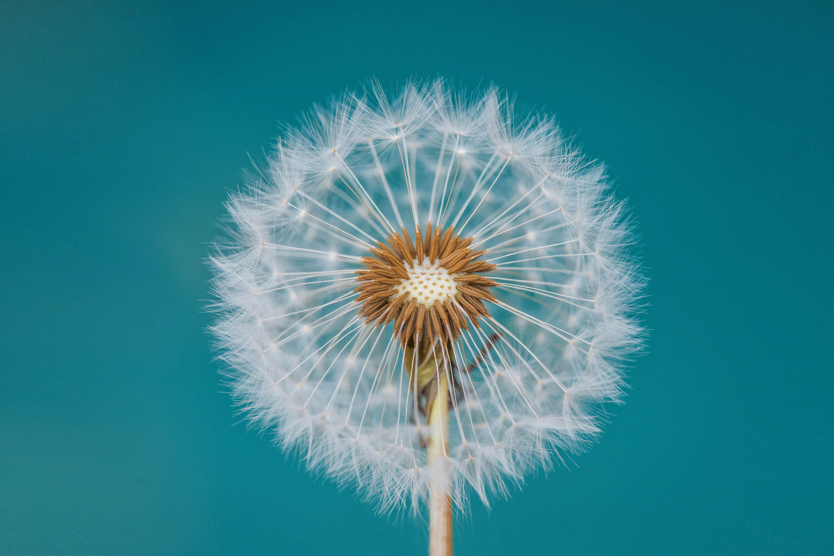 canvas-print-dandelion-a