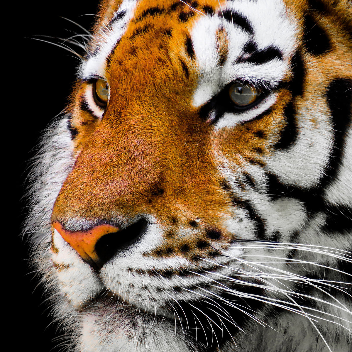 4-piece-acrylic-print-close-up-tiger-head