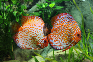 aluminium-print-2-fish