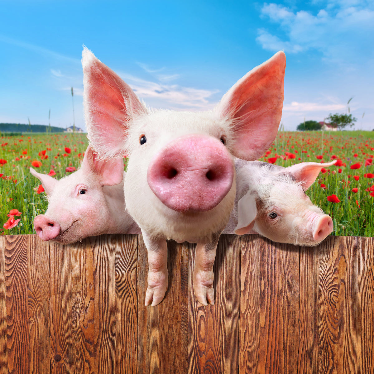 9-piece-aluminium-print-pig-in-luck