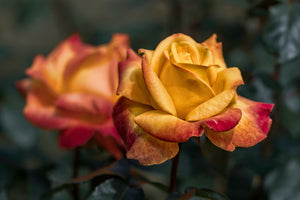 canvas-print-the-rose-in-the-garden