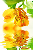 aluminium-print-flowing-orchid-flower
