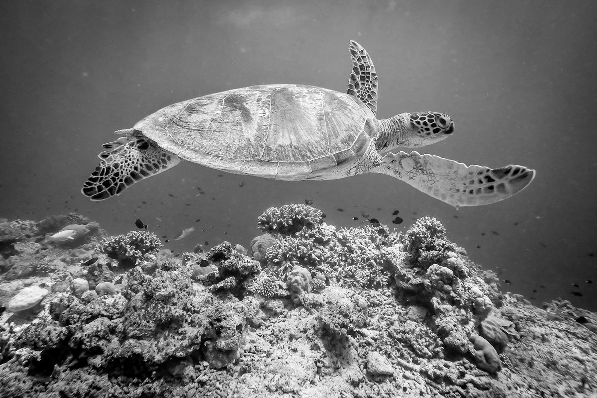 framedposter-print-sea-turtle-at-sipadan-x