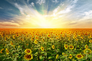 aluminium-print-a-field-full-of-sunflowers