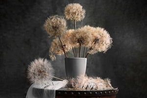 acrylic-print-dandelion-seed-pod-x