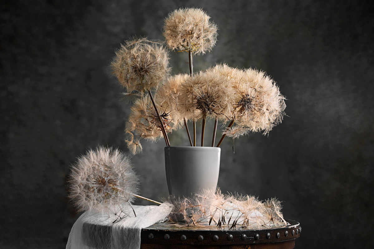 acrylic-print-dandelion-seed-pod-x