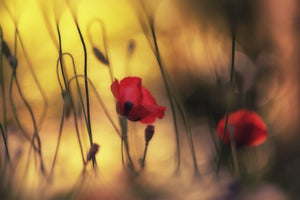 framedcanvas-print-untitled-xvi-p
