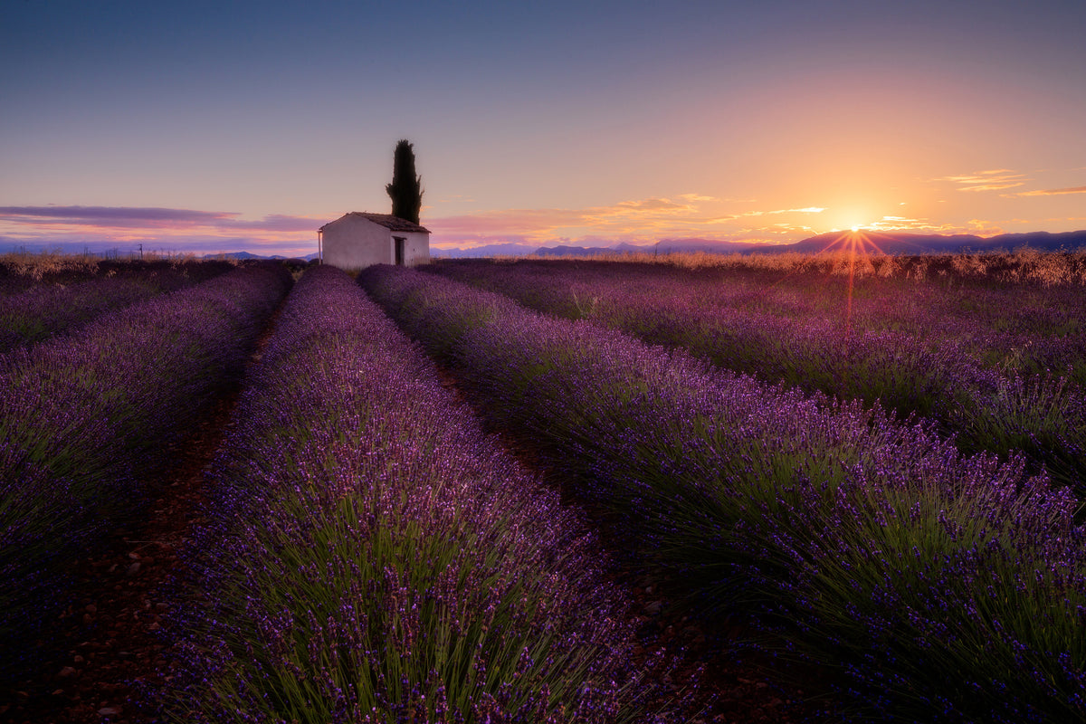 framedcanvas-print-provence-lavender-x