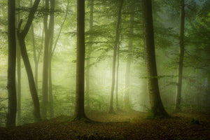 framedposter-print-mysterious-spring-morning-x