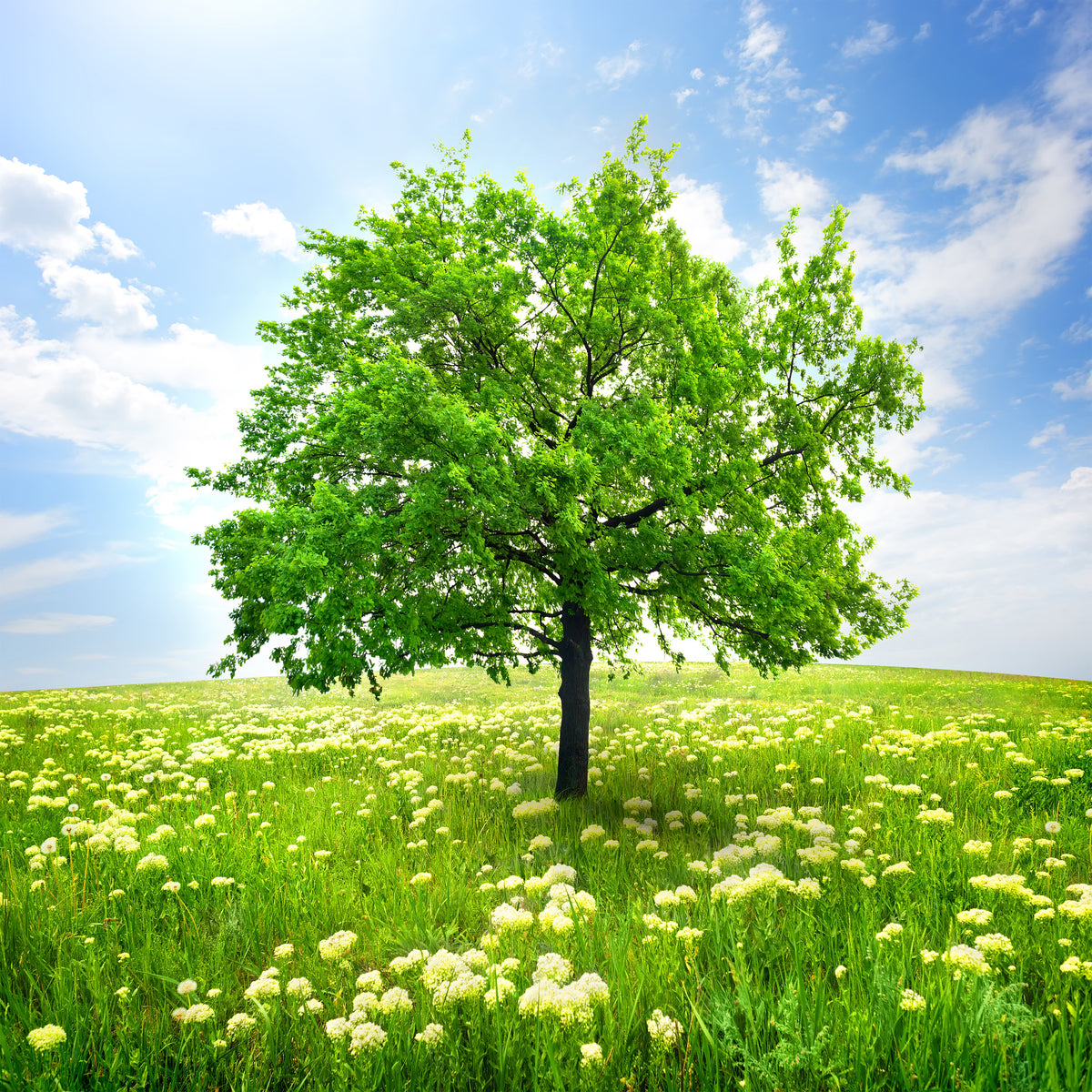 4-piece-canvas-print-the-tree
