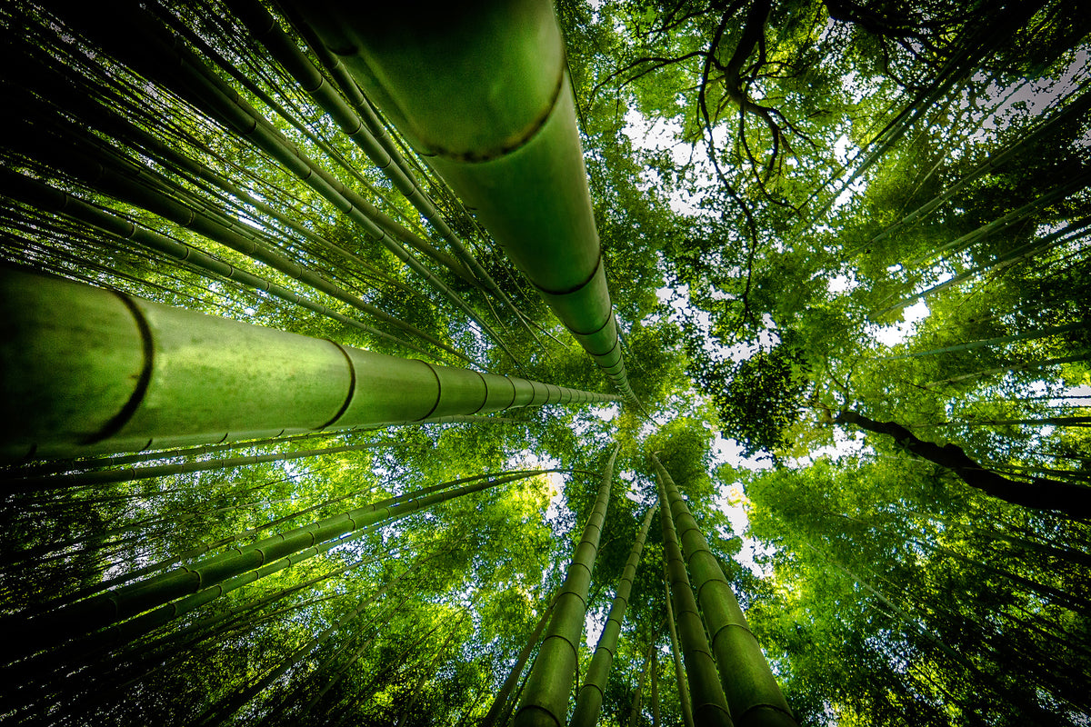 acrylic-print-arashiyama-x