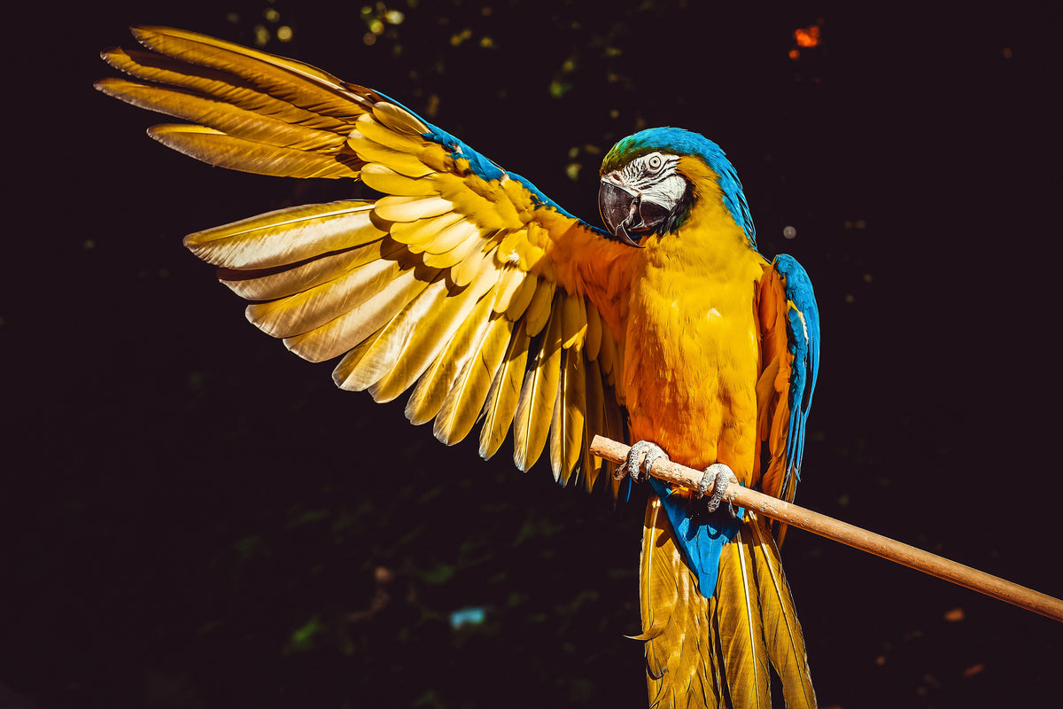 3-piece-aluminium-print-the-macaw