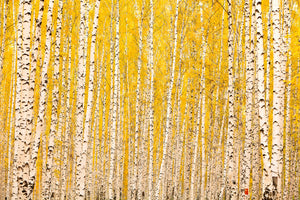 modern-3-piece-canvas-print-the-birch-forest-in-autumn