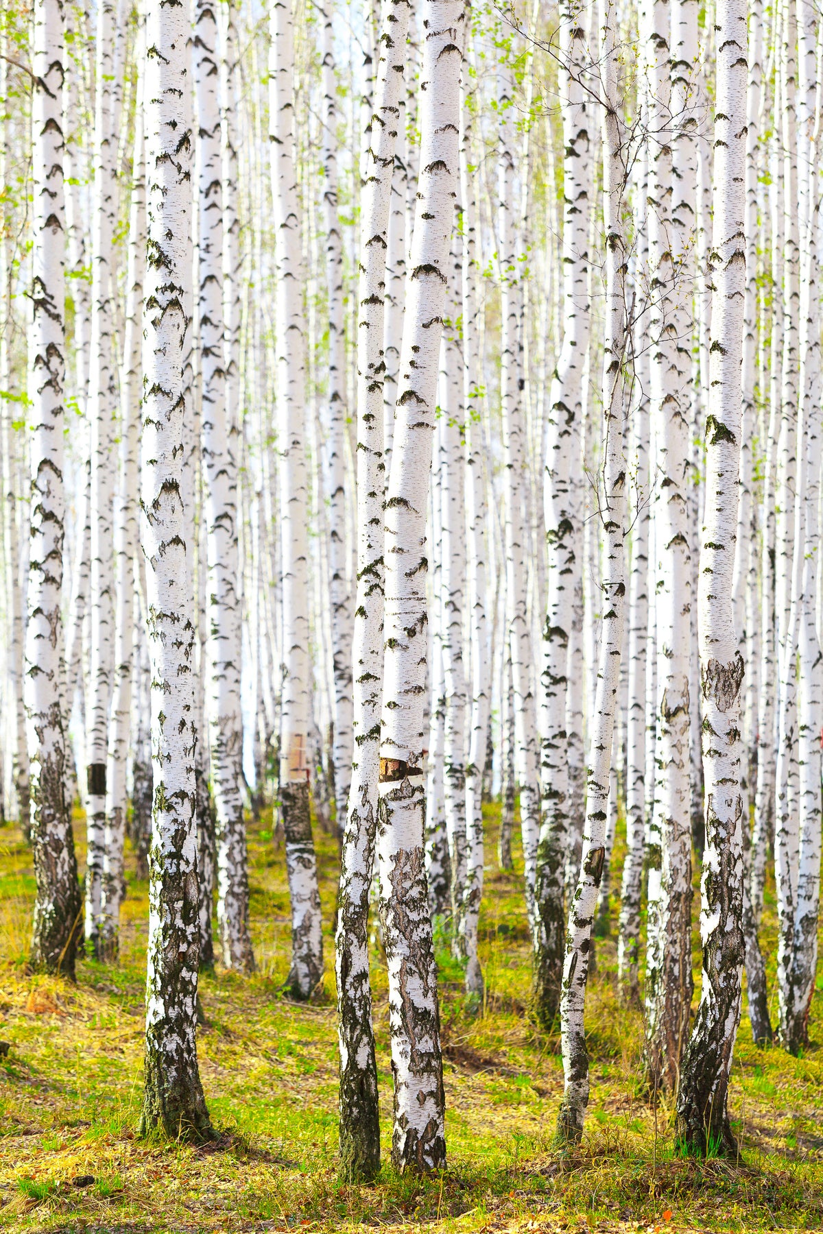 framedposter-print-the-birch-forest-in-the-spring