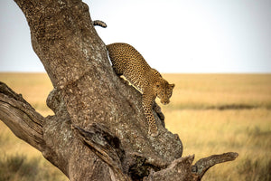 3-piece-acrylic-print-leopard-serengheti-tanzania