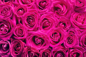 acrylic-print-rose-petals-in-pink