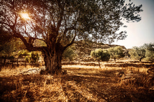 modern-3-piece-canvas-print-olive-grove
