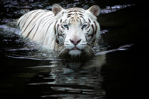 3-piece-canvas-print-looking-at-me-looking-at-you