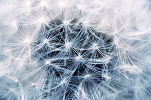acrylic-print-ripe-dandelion-close-up
