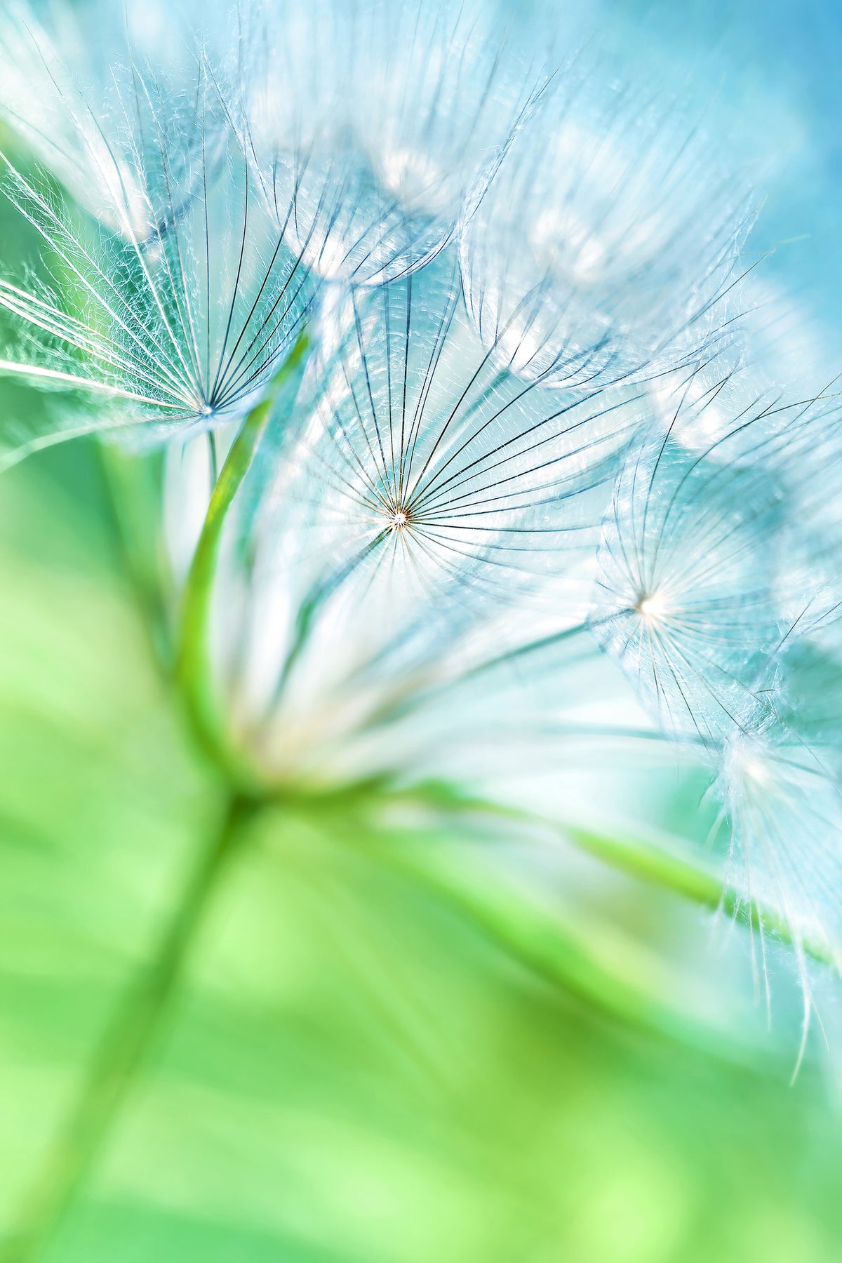 poster-print-macro-dandelion