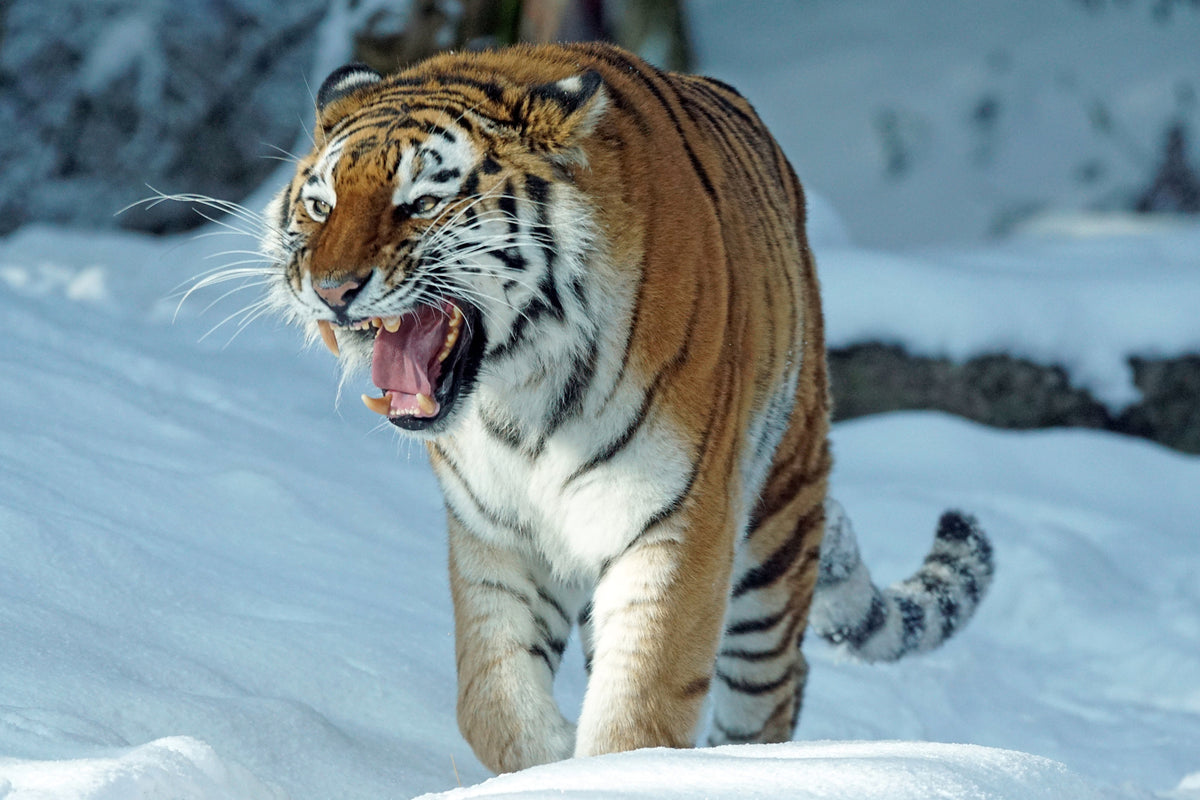 framedposter-print-tiger-in-the-snow