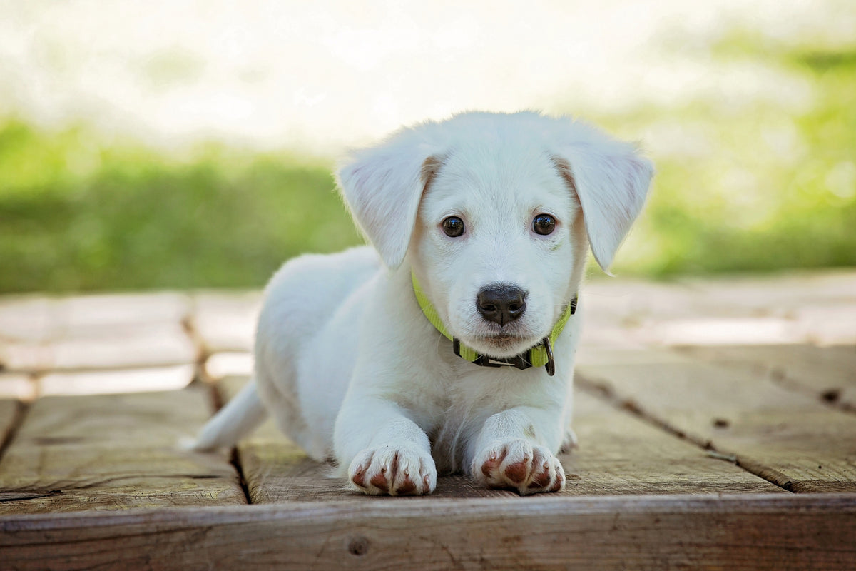framedcanvas-print-cute-dog-baby