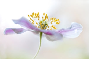 aluminium-print-wood-anemone