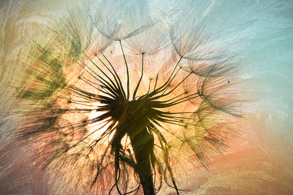 acrylic-print-xxl-dandelion
