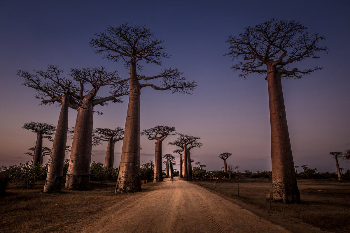 aluminium-print-allace-des-baobabs-x