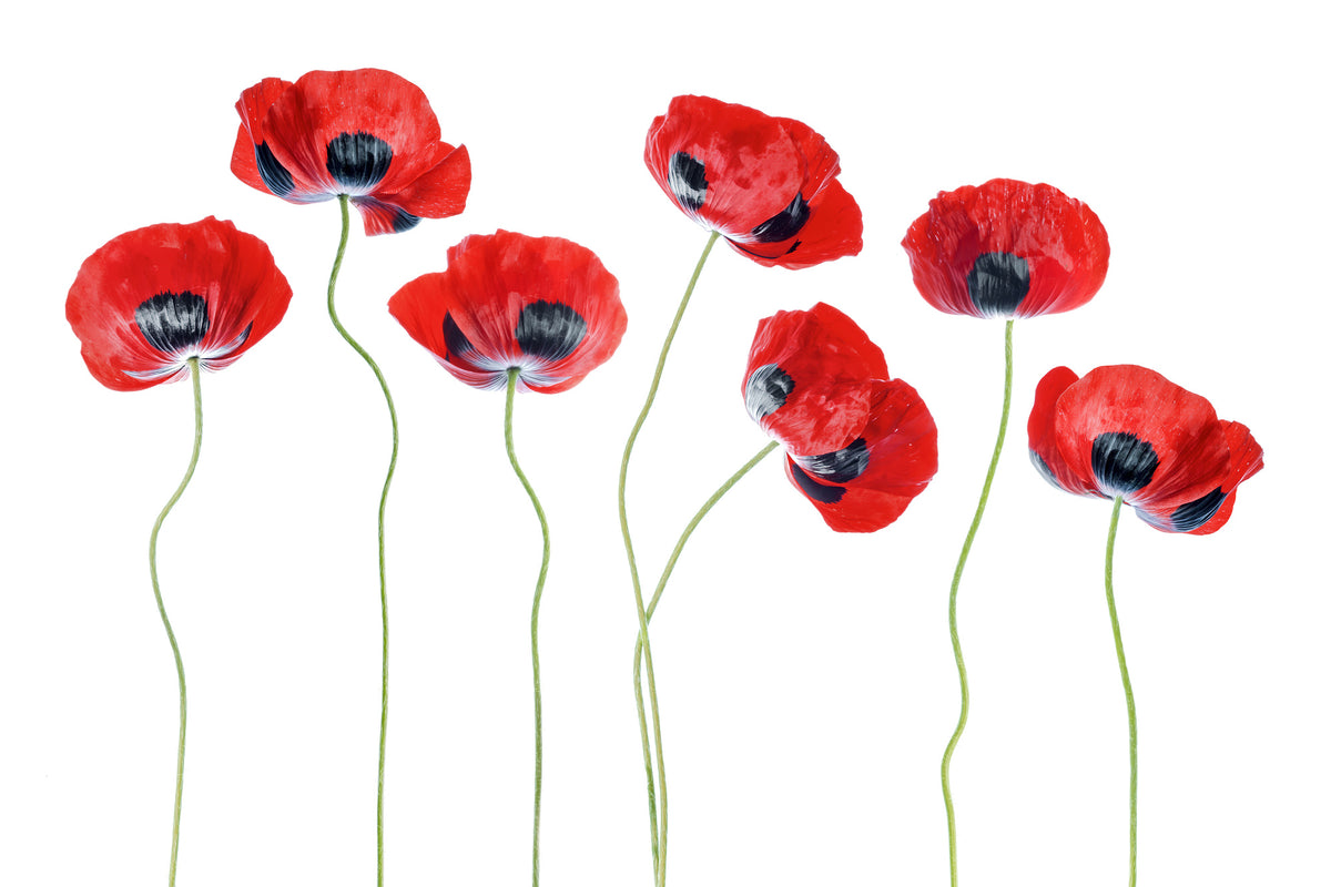 aluminium-print-ladybird-poppies