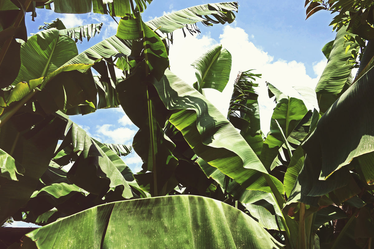 3-piece-aluminium-print-in-the-middle-of-the-jungle