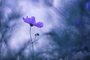 framedcanvas-print-blue-dream-x