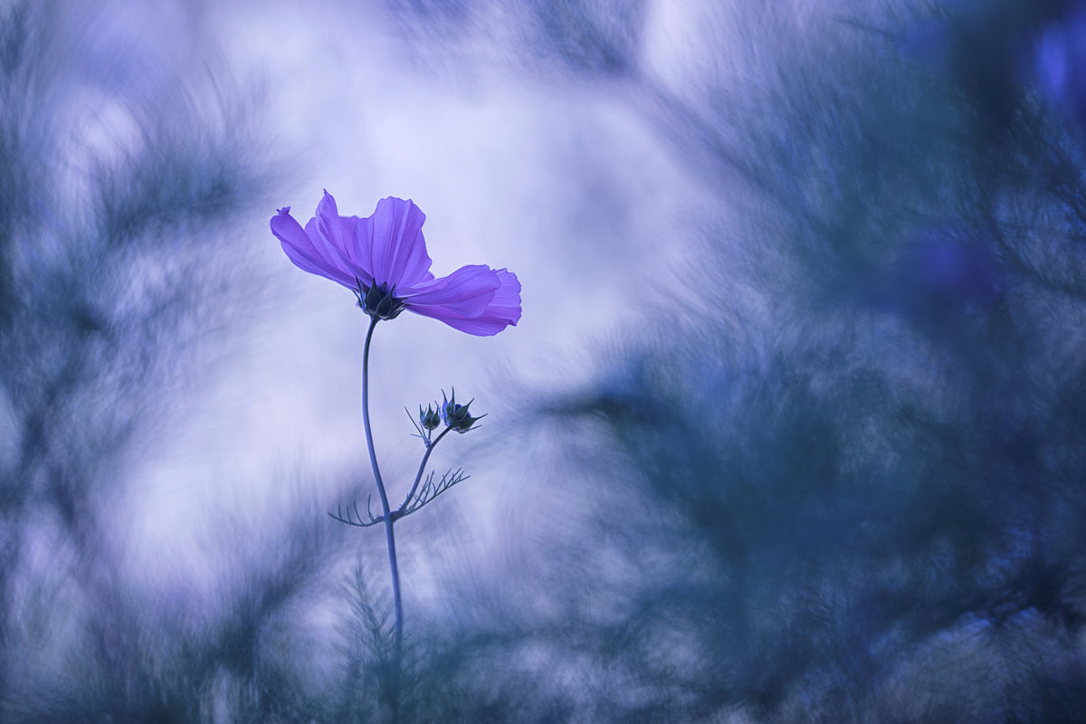 framedcanvas-print-blue-dream-x