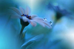 canvas-print-beyond-the-visible