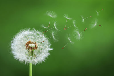 poster-print-dandelion-blowing-x