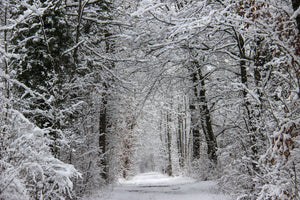 3-piece-acrylic-print-enchanted-winter-forest