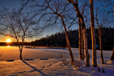 poster-print-birches-in-the-sunset