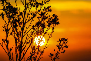 framedcanvas-print-a-shrub-in-the-sunset