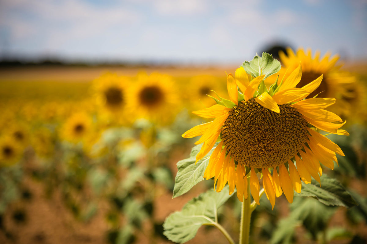 3-piece-canvas-print-a-sunflower-in-the-field