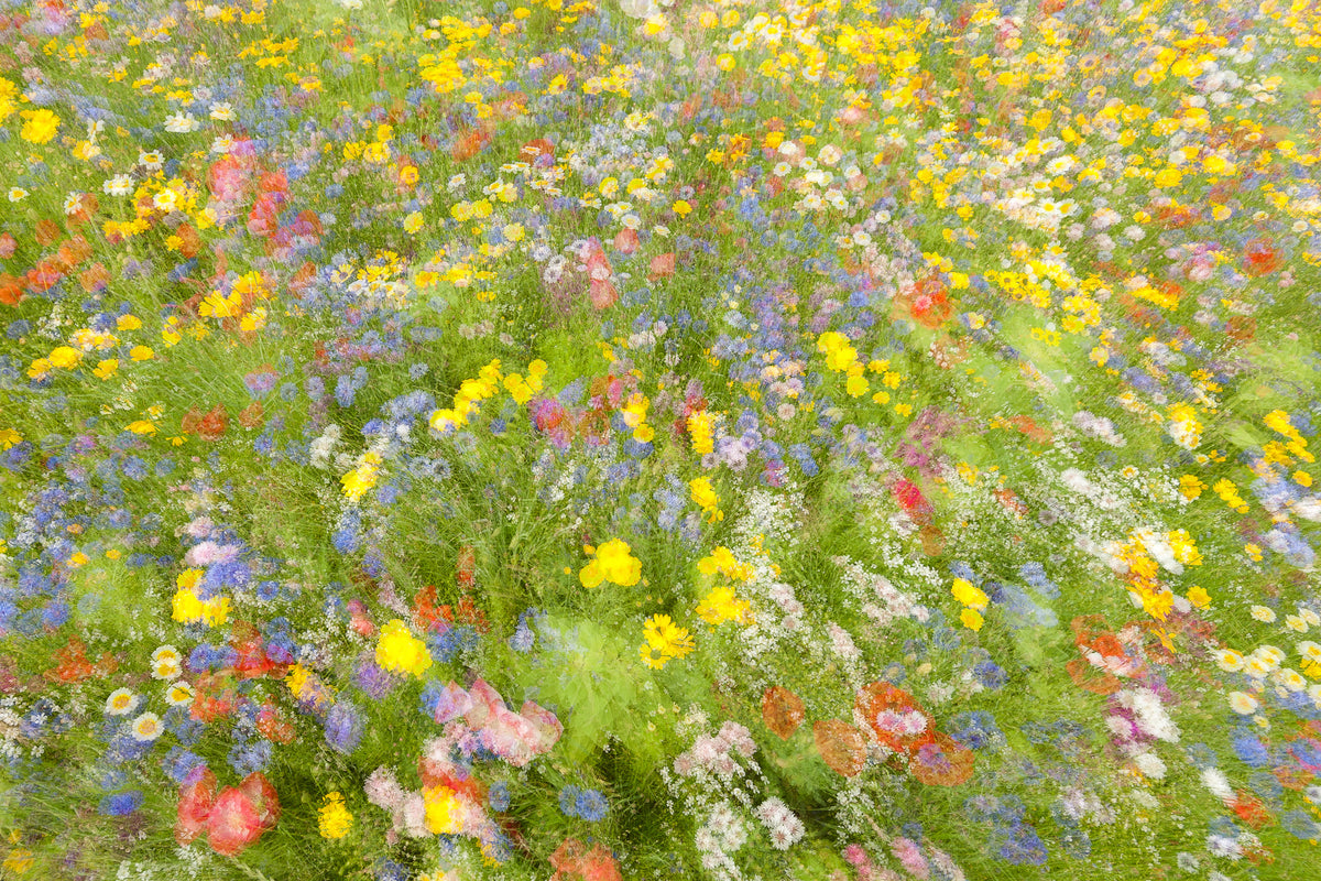 acrylic-print-summer-field-flowers-x