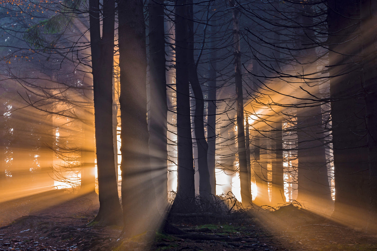 canvas-print-forest-x