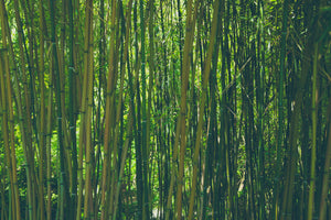 modern-3-piece-aluminium-print-in-the-middle-of-the-bamboo