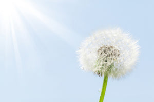 modern-3-piece-aluminium-print-dandelion-in-sunbeam