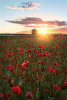 poster-print-poppy-fields-of-sweden